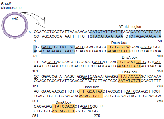 As shown in Figure 11.5, five DnaA boxes are found within the origin of replication in E. coli. Take a look at these five sequences carefully a. Are the sequences of the five DnaA boxes very similar to each other (Hint: Remember that DNA is double-stranded; think about these sequences in the forward and reverse direction.) B. What is the most common sequence for the DnaA box In other words, what is the most common base in the first position, second position, and so on until the ninth position The most common sequence is called the consensus sequence c. The E. coli chromosome is about 4.6 million bp long. Based on random chance, is it likely that the consensus sequence for a DnaA box occurs elsewhere in the E. coli chromosome If so, why aren't there multiple origins of replication in E. coli FIGURE 11.5 The sequence of oriC in E. coli. The AT-rich region is composed of three similar sequences that are 13 bp long and highlighted in blue. The five DnaA boxes are highlighted in orange. The GATC methylation sites are underlined.