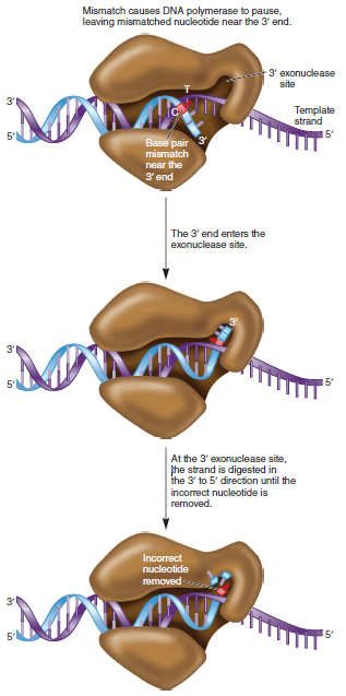 The ability of DNA polymerase to digest a DNA strand from one end is called its exonuclease activity. Exonuclease activity is used to digest RNA primers and also to proofread a newly made DNA strand. Note: DNA polymerase I does not change direction while it is removing an RNA primer and synthesizing new DNA. It does change direction during proofreading a. In which direction, 5 to 3 or 3 to 5 , is the exonuclease activity occurring during the removal of RNA primers and during the proofreading and removal of mistakes following DNA replication  B. Figure 11.17 shows a drawing of the 3 exonuclease site. Do you think this site would be used by DNA polymerase I to remove RNA primers Why or why not  FIGURE 11.17 The proofreading function of DNA polymerase. When a base pair mismatch is found, the end of the newly made strand is shifted into the 3 exonuclease site. The DNA is digested in the 3 to 5 direction to release the incorrect nucleotide and replication is resumed in the 5 to 3 direction.  