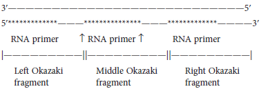 In the following drawing, the top strand is the template DNA, and the bottom strand shows the lagging strand prior to the action of DNA polymerase I. The lagging strand contains three Okazaki fragments. The RNA primers have not yet been removed.The top strand is the template DNA. a. Which Okazaki fragment was made first, the one on the left or the one on the right B. Which RNA primer would be the first one to be removed by DNA polymerase I, the primer on the left or the primer on the right For this primer to be removed by DNA polymerase I and for the gap to be filled in, is it necessary for the Okazaki fragment in the middle to have already been synthesized Explain c. Let's consider how DNA ligase connects the left Okazaki fragment with the middle Okazaki fragment. After DNA polymerase I removes the middle RNA primer and fills in the gap with DNA, where does DNA ligase function See the arrows on either side of the middle RNA primer. Is ligase needed at the left arrow, at the right arrow, or both D. When connecting two Okazaki fragments, DNA ligase uses NAD + or ATP as a source of energy to catalyze this reaction. Explain why DNA ligase needs another source of energy to connect two nucleotides, but DNA polymerase needs nothing more than the incoming nucleotide and the existing DNA strand. Note: You may want to refer to Figure 11.16 to answer this question.FIGURE 11.16 The enzymatic action of DNA polymerase. An incoming deoxyribonucleoside triphosphate (dNTP) is cleaved to form a nucleoside monophosphate and pyrophosphate (PP i ). The energy released from this exergonic reaction allows the nucleoside monophosphate to form a covalent bond at the 3 end of the growing strand. This reaction is catalyzed by DNA polymerase. PP i is released.