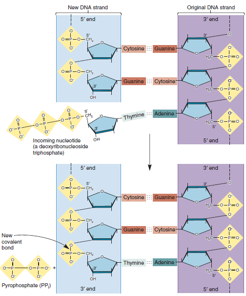In the following drawing, the top strand is the template DNA, and the bottom strand shows the lagging strand prior to the action of DNA polymerase I. The lagging strand contains three Okazaki fragments. The RNA primers have not yet been removed.The top strand is the template DNA. a. Which Okazaki fragment was made first, the one on the left or the one on the right B. Which RNA primer would be the first one to be removed by DNA polymerase I, the primer on the left or the primer on the right For this primer to be removed by DNA polymerase I and for the gap to be filled in, is it necessary for the Okazaki fragment in the middle to have already been synthesized Explain c. Let's consider how DNA ligase connects the left Okazaki fragment with the middle Okazaki fragment. After DNA polymerase I removes the middle RNA primer and fills in the gap with DNA, where does DNA ligase function See the arrows on either side of the middle RNA primer. Is ligase needed at the left arrow, at the right arrow, or both D. When connecting two Okazaki fragments, DNA ligase uses NAD + or ATP as a source of energy to catalyze this reaction. Explain why DNA ligase needs another source of energy to connect two nucleotides, but DNA polymerase needs nothing more than the incoming nucleotide and the existing DNA strand. Note: You may want to refer to Figure 11.16 to answer this question.FIGURE 11.16 The enzymatic action of DNA polymerase. An incoming deoxyribonucleoside triphosphate (dNTP) is cleaved to form a nucleoside monophosphate and pyrophosphate (PP i ). The energy released from this exergonic reaction allows the nucleoside monophosphate to form a covalent bond at the 3 end of the growing strand. This reaction is catalyzed by DNA polymerase. PP i is released.