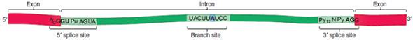 A research group has sequenced the cDNA and genomic DNA from a particular gene. The cDNA is derived from mRNA, so it does not contain introns. Here are the DNA sequences.cDNA: 5 -ATTGCATCCAGCGTATACTATCTCGGGCCCAATTAATGCCA-GCGGCCAGACTATCACCCAACTCGGTTACCTACTAGTATATC-CCATATACTAGCATATATTTTACCCATAATTTGTGTGTGGGTATA-CAGTATAATCATATA-3  Genomic DNA (contains one intron): 5 -ATTGCATCCAGCGTATACTATCTCGGGCCCAATTAATGCCAGCGGCCAGACTATCACCCAACTCGGCCCACCCCCCAGGTTTA-CACAGTCATACCATACATACAAAAATCGCAGTTACTTATCCCA-AAAAAACCTAGATACCCCACATACTATTAACTCTTTCTTTCTAG-GTTACCTACTAGTATATCCCATATACTAGCATATATTTTAC-CCATAATTTGTGTGTGGGTATACAGTATAATCATATA-3  Indicate where the intron is located. Does the intron contain the normal consensus splice site sequences based on those described in Figure 12.21 Underline the splice site sequences, and indicate whether or not they fit the consensus sequence.FIGURE 12.21 Consensus sequences for pre-mRNA splicing in complex eukaryotes. Consensus sequences exist at the intronexon boundaries and at a branch site found within the intron itself. The adenine nucleotide shown in blue in this figure corresponds to the adenine nucleotide at the branch site in Figure 12.22. The nucleotides shown in bold are highly conserved. Designations: A/C = A or C, Pu = purine, Py = pyrimidine, N = any of the four bases.    a. FIGURE 12.22 Splicing of pre-mRNA via a spliceosome.    
