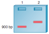 A gel retardation assay can be used to study the binding of proteins to a segment of DNA. This method is described in Chapter 20. When a protein binds to a segment of DNA, it retards the movement of the DNA through a gel, so the DNA appears at a higher point in the gel (see the following).    a. Lane 1: 900-bp fragment alone Lane 2: 900-bp fragment plus a protein that binds to the 900-bp fragment In this example, the segment of DNA is 900 bp in length, and the binding of a protein causes the DNA to appear at a higher point in the gel. If this 900-bp fragment of DNA contains a eukaryotic promoter for a protein-encoding gene, draw a gel that shows the relative locations of the 900-bp fragment under the following conditions: Lane 1: 900 bp plus TFIID Lane 2: 900 bp plus TFIIB Lane 3: 900 bp plus TFIID and TFIIB Lane 4: 900 bp plus TFIIB and RNA polymerase II Lane 5: 900 bp plus TFIID, TFIIB, and RNA polymerase II/ TFIIF