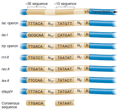 According to the examples shown in Figure 12.5, which positions of the 35 sequence (i.e., first, second, third, fourth, fifth, or sixth) are more tolerant of changes Do you think these positions play a more or less important role in the binding of factor Explain why.FIGURE 12.5 Examples of 35 and 10 sequences within several E. coli promoters. This figure shows the 35 and 10 sequences for one DNA strand found in seven different E. coli promoters. The consensus sequence is shown at the bottom. The spacer regions contain the designated number of nucleotides between the 35 and 10 region or between the 10 region and the transcriptional start site. For example, N 17 means there are 17 nucleotides between the end of the 35 region and the beginning of the 10 region.