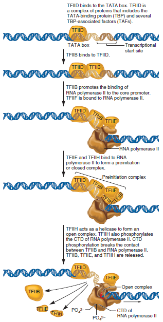 Which eukaryotic transcription factor(s) shown in Figure 12.14 play(s) an equivalent role to o factor found in bacterial cells  FIGURE 12.14 Steps leading to the formation of the open complex. The DNA is first denatured at the TATA box to form an open complex. In this diagram, the open complex has moved to the transcriptional start site, which is usually about 25 bp away from the TATA box.  