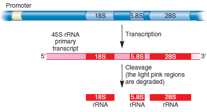 The processing of ribosomal RNA in eukaryotes is shown in Figure 12.16. Why is this called cleavage or processing but not splicing FIGURE 12.16 The processing of ribosomal RNA in eukaryotes. The large ribosomal RNA gene is transcribed into a long 45S rRNA primary transcript. This transcript is cleaved to produce 18S, 5.8S, and 28S rRNA molecules, which become associated with protein subunits in the ribosome. This processing occurs within the nucleolus of the cell.