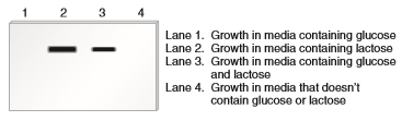 Chapter 20 describes a blotting method known as Northern blotting, which can be used to detect RNA transcribed from a particular gene or a particular operon. In this method, a specific RNA is detected by using a short segment of cloned DNA as a probe. The DNA probe is complementary to the RNA that the researcher wishes to detect. After the probe DNA binds to the RNA within a blot of a gel, the RNA is visualized as a dark band. For example, a DNA probe complementary to the mRNA of the lac operon could be used to specifically detect the lac operon mRNA on a gel blot. As shown here, the method of Northern blotting can be used to determine the amount of a particular RNA transcribed under different types of growth conditions. In this Northern blot, bacteria containing a normal lac operon were grown under different types of conditions, and then the mRNA was isolated from the cells and subjected to Northern blotting, using a probe that is complementary to the mRNA of the lac operon. a. Based on your understanding of the regulation of the lac operon, explain these results. Which is more effective at shutting down the lac operon, the binding of the lac repressor or the removal of CAP Explain your answer based on the results shown in the Northern blot.