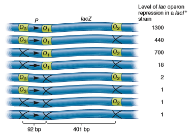 Explain how the data shown in Figure 14.9 indicate that two operator sites are necessary for repression of the lac operon. What would the results have been if all three operator sites were required for the binding of the lac repressor FIGURE 14.9 The identification of three lac operator sites. The top of this figure shows the locations of three lac operator sites, designated O 1 , O 2 , and O 3. O 1 is the lac operator site shown in previous figures. The arrows depict the starting site for transcription. Defective operator sites are indicated with an X. When all three operator sites are present, the repression of the lac operon is 1300-fold; this means there is 1/1300 the level of expression compared with an induced lac operon. This figure also shows the amount of repression when one or more operator sites are removed. A repression value of 1.0 indicates that no repression is occurring. In other words, a value of 1.0 indicates constitutive expression.