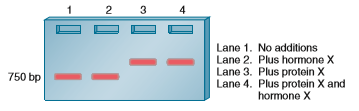 A gel retardation assay can be used to determine if a protein binds to a segment of DNA. When a segment of DNA is bound by a protein, its mobility will be retarded, and the DNA band will appear higher in the gel. In the gel retardation assay shown here, a cloned gene fragment that is 750 bp in length contains a regulatory element that is recognized by a transcription factor called protein X. Previous experiments have shown that the presence of hormone X results in transcriptional activation by protein X. The results of a gel retardation assay are shown here. a. Explain the action of hormone X.