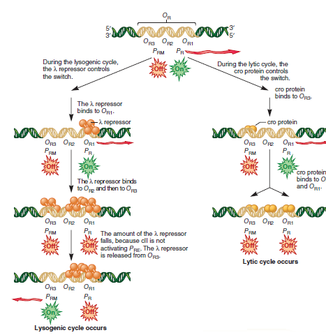 Figure 17.10 shows a genetic switch that controls the choice between the lytic and lysogenic cycles of phage . What is a genetic switch Compare the roles of a genetic switch and a simple operator site (like the one found in the lac operon) in gene regulation.FIGURE 17.10 The O R region, the genetic switch between the lysogenic and lytic cycles.