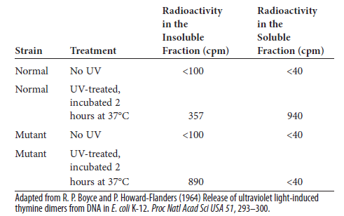Richard Boyce and Paul Howard-Flanders conducted an experiment that provided biochemical evidence that thymine dimers are removed from DNA by a DNA repair system. In their studies, bacterial DNA was radiolabeled so the amount of radioactivity reflected the amount of thymine dimers. The DNA was then subjected to UV light, causing the formation of thymine dimers. When radioactivity was found in the soluble fraction, thymine dimers had been excised from the DNA by a DNA repair system. But when the radioactivity was in the insoluble fraction, the thymine dimers had been retained within the DNA. The following table illustrates some of their results involving a normal strain of E. coli and a mutant strain that was very sensitive to killing by UV light: a. Explain the results found in this table. Why is the mutant strain sensitive to UV light