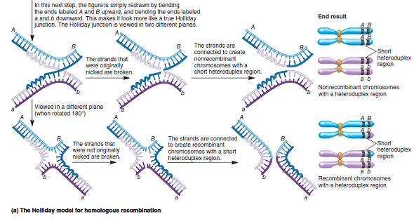 In the Holliday model for homologous recombination (see Figure 19.2), the resolution steps can produce recombinant or nonrecombinant chromosomes. Explain how this can occur.FIGURE 19.2 The Holliday model for homologous recombination. The Holliday model is adapted from Holliday R. (1964) A mechanism for gene conversion in fungi. Genet Res 5, 282-304.          