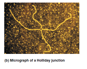 In the Holliday model for homologous recombination (see Figure 19.2), the resolution steps can produce recombinant or nonrecombinant chromosomes. Explain how this can occur.FIGURE 19.2 The Holliday model for homologous recombination. The Holliday model is adapted from Holliday R. (1964) A mechanism for gene conversion in fungi. Genet Res 5, 282-304.          
