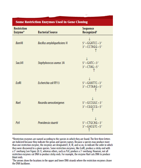 Table 20.3 describes the cleavage sites of five different restriction enzymes. After these restriction enzymes have cleaved the DNA, four of them produce sticky ends that can hydrogen bond with complementary sticky ends, as shown in Figure 20.1. The efficiency of sticky ends binding together depends on the number of hydrogen bonds; more hydrogen bonds makes the ends stickier and more likely to stay attached. Rank these four restriction enzymes in Table 20.3 (from best to worst) with regard to the efficiency of their sticky ends binding to each other.Table 20.3 Some Restriction Enzymes Used in Gene Cloning     a. FIGURE 20.1 The action of a restriction enzyme and the production of recombinant DNA. The restriction enzyme Eco RI binds to a specific sequence, in this case 5 -GAATTC-3 . It then cleaves the DNA backbone between G and A, producing DNA fragments. The single-stranded ends of different DNA fragments can hydrogen bond with each other, because they have complementary sequences. The enzyme DNA ligase then catalyzes the formation of covalent bonds in the DNA backbones of the fragments.  