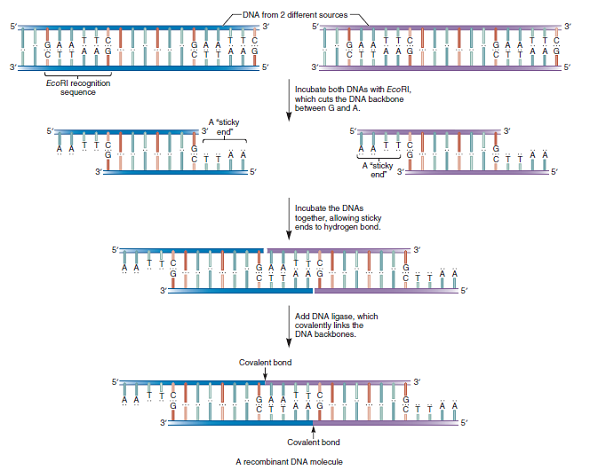 Table 20.3 describes the cleavage sites of five different restriction enzymes. After these restriction enzymes have cleaved the DNA, four of them produce sticky ends that can hydrogen bond with complementary sticky ends, as shown in Figure 20.1. The efficiency of sticky ends binding together depends on the number of hydrogen bonds; more hydrogen bonds makes the ends stickier and more likely to stay attached. Rank these four restriction enzymes in Table 20.3 (from best to worst) with regard to the efficiency of their sticky ends binding to each other.Table 20.3 Some Restriction Enzymes Used in Gene Cloning     a. FIGURE 20.1 The action of a restriction enzyme and the production of recombinant DNA. The restriction enzyme Eco RI binds to a specific sequence, in this case 5 -GAATTC-3 . It then cleaves the DNA backbone between G and A, producing DNA fragments. The single-stranded ends of different DNA fragments can hydrogen bond with each other, because they have complementary sequences. The enzyme DNA ligase then catalyzes the formation of covalent bonds in the DNA backbones of the fragments.  