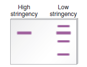 Let's suppose you have recently cloned a gene, which we will call gene X , from corn. You use a labeled DNA strand from this cloned gene to probe genomic DNA from corn in a Southern blot experiment under conditions of low and high stringency. The following results were obtained:     a. What do these results mean