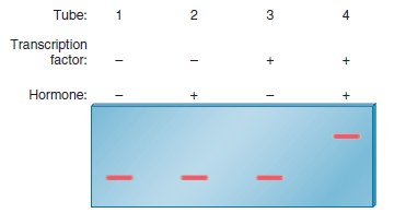 A cloned gene fragment contains a regulatory element that is recognized by a regulatory transcription factor. Previous experiments have shown that the presence of a hormone results in transcriptional activation by this transcription factor. To study this effect, you conduct a gel retardation assay and obtain the following results: a. Explain the action of the hormone.