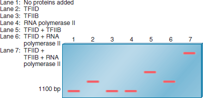 A gel retardation assay can be used to study the binding of proteins to a segment of DNA. In the experiment shown here, a gel retardation assay was used to examine the requirements for the binding of RNA polymerase II (from eukaryotic cells) to the promoter of a protein-encoding gene. The assembly of general transcription factors and RNA polymerase II at the core promoter is described in Chapter 12 (Figure 12.14). In this experiment, the segment of DNA containing a promoter sequence was 1100 bp in length. The fragment was mixed with various combinations of proteins and then subjected to a gel retardation assay. a. Explain which proteins (TFIID, TFIIB, or RNA polymerase II) are able to bind to this DNA fragment by themselves. Which transcription factors (i.e., TFIID or TFIIB) are needed for the binding of RNA polymerase II FIGURE 12.14 Steps leading to the formation of the open complex. The DNA is first denatured at the TATA box to form an open complex. In this diagram, the open complex has moved to the transcriptional start site, which is usually about 25 bp away from the TATA box.
