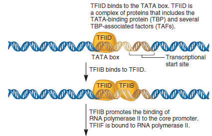 A gel retardation assay can be used to study the binding of proteins to a segment of DNA. In the experiment shown here, a gel retardation assay was used to examine the requirements for the binding of RNA polymerase II (from eukaryotic cells) to the promoter of a protein-encoding gene. The assembly of general transcription factors and RNA polymerase II at the core promoter is described in Chapter 12 (Figure 12.14). In this experiment, the segment of DNA containing a promoter sequence was 1100 bp in length. The fragment was mixed with various combinations of proteins and then subjected to a gel retardation assay. a. Explain which proteins (TFIID, TFIIB, or RNA polymerase II) are able to bind to this DNA fragment by themselves. Which transcription factors (i.e., TFIID or TFIIB) are needed for the binding of RNA polymerase II FIGURE 12.14 Steps leading to the formation of the open complex. The DNA is first denatured at the TATA box to form an open complex. In this diagram, the open complex has moved to the transcriptional start site, which is usually about 25 bp away from the TATA box.