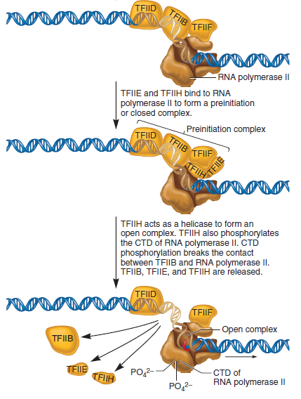 A gel retardation assay can be used to study the binding of proteins to a segment of DNA. In the experiment shown here, a gel retardation assay was used to examine the requirements for the binding of RNA polymerase II (from eukaryotic cells) to the promoter of a protein-encoding gene. The assembly of general transcription factors and RNA polymerase II at the core promoter is described in Chapter 12 (Figure 12.14). In this experiment, the segment of DNA containing a promoter sequence was 1100 bp in length. The fragment was mixed with various combinations of proteins and then subjected to a gel retardation assay. a. Explain which proteins (TFIID, TFIIB, or RNA polymerase II) are able to bind to this DNA fragment by themselves. Which transcription factors (i.e., TFIID or TFIIB) are needed for the binding of RNA polymerase II FIGURE 12.14 Steps leading to the formation of the open complex. The DNA is first denatured at the TATA box to form an open complex. In this diagram, the open complex has moved to the transcriptional start site, which is usually about 25 bp away from the TATA box.