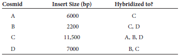 Four cosmid clones, which we will call cosmid A, B, C, and D, were subjected to a Southern blot in pairwise combinations. The insert size of each cosmid was also analyzed. The following results were obtained: a. Draw a map that shows the order of the inserts within these four cosmids.