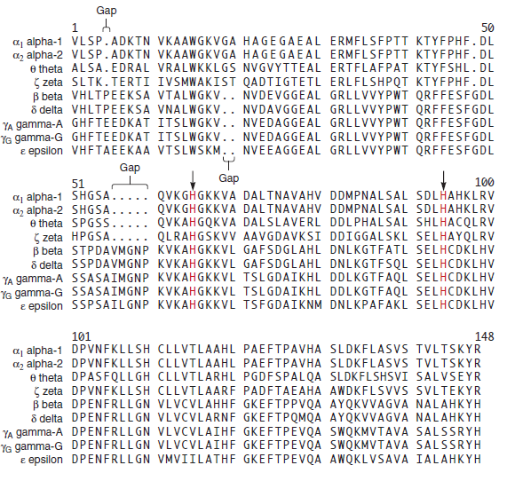 See solved problem S1 before answering this question. Based on the sequence alignment in Figure 23.10, what is/are the most probable time(s) that mutations occurred in the human globin gene family to produce the following amino acid differences a. His-119 and Arg-119 B. Gly-121 and Pro-121 C. Glu-103, Val-103, and Ala-103 Solved Problem S1 To answer this question, you will need to look back at the evolution of the globin gene family, which is shown in Chapter 8, Figure 8.7. Throughout the evolution of this gene family, mutations have occurred that have resulted in globin polypeptides with similar but significantly different amino acid sequences. If we look at the sequence alignment in Figure 23.10, we can make logical guesses regarding the timing of mutations, based on a comparison of the amino acid sequences of family members. What is/are the most probable time(s) that mutations occurred to produce the following amino acid differences Note: You need to examine the alignment in Figure 23.10 and the evolutionary time scale in Figure 8.7 to answer this question a. Val-111 and Cys-111 B. Met-112 and Leu-112 C. Ser-141, Asn-141, Ile-141, and Thr-141 FIGURE 8.7 The evolution of the globin gene family in humans. The globin gene family evolved from a single ancestral globin gene. The first gene duplication produced two genes, one that encodes myoglobin (on chromosome 22) and a primordial hemoglobin gene that duplicated several times to produce several -chain and -chain genes, which are found on chromosomes 16 and 11, respectively. The four genes shown in gray are nonfunctional pseudogenes. a. FIGURE 23.10 A multiple sequence alignment among selected members of the globin gene family in humans.