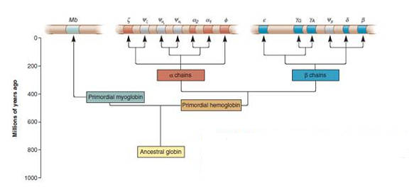 Take a look at solved problem S1 and the codon table found in Chapter 13 (Table 13.1). Assuming that a mutation involving a single-base change is more likely than a double-base change, propose how the Asn-141, Ile-141, and Thr-141 codons arose. In your answer, describe which of the six possible serine codons is/are likely to be the primordial serine codon of the globin gene family and how that codon changed to produce the Asn-141, Ile-141, and Thr-141 codons.Solved Problem S1 To answer this question, you will need to look back at the evolution of the globin gene family, which is shown in Chapter 8, Figure 8.7. Throughout the evolution of this gene family, mutations have occurred that have resulted in globin polypeptides with similar but significantly different amino acid sequences. If we look at the sequence alignment in Figure 23.10, we can make logical guesses regarding the timing of mutations, based on a comparison of the amino acid sequences of family members. What is/are the most probable time(s) that mutations occurred to produce the following amino acid differences Note: You need to examine the alignment in Figure 23.10 and the evolutionary time scale in Figure 8.7 to answer this question a. Val-111 and Cys-111 B. Met-112 and Leu-112 C. Ser-141, Asn-141, Ile-141, and Thr-141 FIGURE 8.7 The evolution of the globin gene family in humans. The globin gene family evolved from a single ancestral globin gene. The first gene duplication produced two genes, one that encodes myoglobin (on chromosome 22) and a primordial hemoglobin gene that duplicated several times to produce several -chain and -chain genes, which are found on chromosomes 16 and 11, respectively. The four genes shown in gray are nonfunctional pseudogenes. a. FIGURE 23.10 A multiple sequence alignment among selected members of the globin gene family in humans. a. Table 13.1 The Genetic Code
