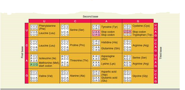 Take a look at solved problem S1 and the codon table found in Chapter 13 (Table 13.1). Assuming that a mutation involving a single-base change is more likely than a double-base change, propose how the Asn-141, Ile-141, and Thr-141 codons arose. In your answer, describe which of the six possible serine codons is/are likely to be the primordial serine codon of the globin gene family and how that codon changed to produce the Asn-141, Ile-141, and Thr-141 codons.Solved Problem S1 To answer this question, you will need to look back at the evolution of the globin gene family, which is shown in Chapter 8, Figure 8.7. Throughout the evolution of this gene family, mutations have occurred that have resulted in globin polypeptides with similar but significantly different amino acid sequences. If we look at the sequence alignment in Figure 23.10, we can make logical guesses regarding the timing of mutations, based on a comparison of the amino acid sequences of family members. What is/are the most probable time(s) that mutations occurred to produce the following amino acid differences Note: You need to examine the alignment in Figure 23.10 and the evolutionary time scale in Figure 8.7 to answer this question a. Val-111 and Cys-111 B. Met-112 and Leu-112 C. Ser-141, Asn-141, Ile-141, and Thr-141 FIGURE 8.7 The evolution of the globin gene family in humans. The globin gene family evolved from a single ancestral globin gene. The first gene duplication produced two genes, one that encodes myoglobin (on chromosome 22) and a primordial hemoglobin gene that duplicated several times to produce several -chain and -chain genes, which are found on chromosomes 16 and 11, respectively. The four genes shown in gray are nonfunctional pseudogenes. a. FIGURE 23.10 A multiple sequence alignment among selected members of the globin gene family in humans. a. Table 13.1 The Genetic Code
