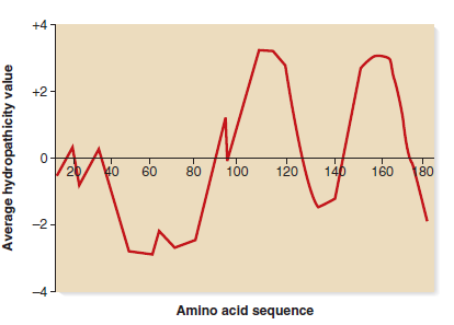 Membrane proteins often have transmembrane regions that span the membrane in an -helical conformation. These transmembrane segments are about 20 amino acids long and usually contain amino acids with nonpolar (i.e., hydrophobic) amino acid side chains. Researchers can predict whether a polypeptide sequence has transmembrane segments based on the occurrence of segments that contain 20 nonpolar amino acids. To do so, each amino acid is assigned a hydropathy value, based on the chemistry of its amino acid side chain. Amino acids with very nonpolar side chains are given a high (positive) value, whereas amino acids that are charged and/or polar are given low (negative) values. The hydropathy values usually range from about +4 to -4.Computer programs have been devised that scan the amino acid sequence of a polypeptide and calculate values based on the hydropathy values of the amino acid side chains. The program usually scans a window of seven amino acids and assigns an average hydropathy value. For example, the program would scan amino acids 1-7 and give an average value, then it would scan 2-8 and give a value, then it would scan 3-9 and give a value, and so on, until it reached the end of the polypeptide sequence (i.e., until it reached the carboxyl-terminus).The program then produces a figure, known as a hydropathy plot, which describes the average hydropathy values throughout the entire polypeptide sequence. An example of a hydropathy plot is shown here. a. How many transmembrane segments are likely in this polypeptide B. Draw the structure of this polypeptide if it were embedded in the plasma membrane. Assume that the amino terminus is found in the cytoplasm of the cell.