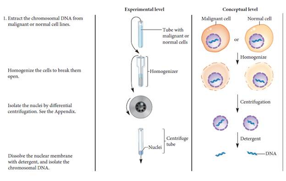 Let's suppose a cell line has become malignant because it has accumulated mutations that inactivate two different tumor-suppressor genes. A researcher followed the protocol described in the experiment of Figure 24.12 and isolated DNA from this mutant cell line. The DNA was used to transform normal fibroblast (NIH3T3) cells. What results would you expect Would you expect a high number of malignant foci or not Explain your answer.FIGURE 24.12 Identification of chromosomal oncogenes. Starting material: Several mouse cell lines. Some of the cell lines were malignant due to exposure to chemical or physical mutagens, whereas others were normal. It was known that none of the cell lines in this experiment were infected with oncogenic viruses.