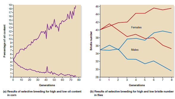 When artificial selection is practiced over many generations, it is common for the trait to reach a plateau in which further selection has little effect on the outcome of the trait. This phenomenon is illustrated in Figure 27.11. Explain why.FIGURE 27.11 Common results of selective breeding for a quantitative trait.