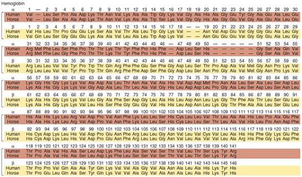 Take a look at the -globin and -globin sequences in Figure 28.11. Which sequences are more similar, the globin in humans and the globin in horses, or the globin in humans and the globin in humans Based on your answer, would you conclude that the gene duplication that gave rise to the -globin and -globin genes occurred before or after the divergence of humans and horses Explain your reasoning.FIGURE 28.11 A comparison of the - and -globin polypeptides from humans and horses. (a) An alignment of the deduced amino acid sequences obtained by sequencing the exon portions of the corresponding genes. The gaps indicate where additional amino acids are found in the sequence of myoglobin, another member of this gene family. (b) A comparison of amino acid differences between orthologs and paralogs.