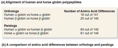 Take a look at the -globin and -globin sequences in Figure 28.11. Which sequences are more similar, the globin in humans and the globin in horses, or the globin in humans and the globin in humans Based on your answer, would you conclude that the gene duplication that gave rise to the -globin and -globin genes occurred before or after the divergence of humans and horses Explain your reasoning.FIGURE 28.11 A comparison of the - and -globin polypeptides from humans and horses. (a) An alignment of the deduced amino acid sequences obtained by sequencing the exon portions of the corresponding genes. The gaps indicate where additional amino acids are found in the sequence of myoglobin, another member of this gene family. (b) A comparison of amino acid differences between orthologs and paralogs.