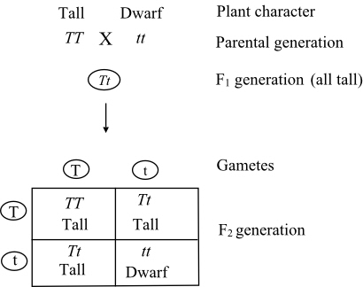 The genetic cross is a method, used in the transmission genetics. This method, explains about how the genes or characters, which are transmitted from one generation to other generation. The cross between the two individuals, having different types of characters yields the progeny with new characters. Some, of the progeny have the similar genetic makeup like their parents or some, got different genetic makeup unlike their parents. The genetic cross is existed in different forms they are: • Monohybrid cross (the cross between the individuals by considering single character or different alleles at single genetic locus). • Di hybrid cross (the cross between the individuals by considering two characters or different alleles at two genetic loci). • Tri hybrid cross (the cross between the individuals by considering three characters or different alleles at three genetic loci). For example the monohybrid cross is as follows: The monohybrid cross is explained as the cross between the individuals, by considering single character or different alleles at single genetic locus. The monohybrid cross by taking single character the height of plant. Here, one tall plant having Tall character is crossed with the other plant having Dwarf character . In the first generation the obtained plant have Tall character, but heterozygote in nature. Upon formation of gametes, the cross between the gametes, leads to the production of three tall plants, among the three one is homozygote, and two are heterozygote in nature. The F 2 genotypic ratio is , and the phenotypic ratio is .