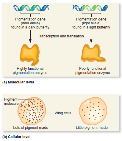 Pick any trait you like in any species of wild plant or animal. The trait must somehow vary among different members of the species (see Figure 1.7). Note: When picking a trait to answer this question, do not pick the trait of wing color in butterflies. A. Discuss all of the background information that you already have (from personal observations) regarding this trait. B. Propose a hypothesis that would explain the genetic variation within the species. For example, in the case of the butterflies, your hypothesis might be that the dark butterflies survive better in dark forests, and the light butterflies survive better in sunlit fields. C. Describe the experimental steps you would follow to test your hypothesis. D. Describe the possible data you might collect. E. Interpret your data. FIGURE 1.7 The relationship between genes and traits at the (a) molecular, (b) cellular, (c) organism, and (d) population levels.