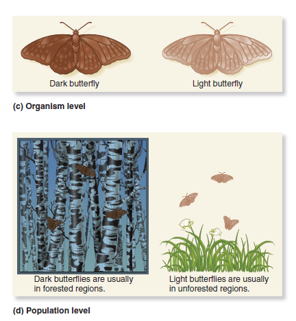Pick any trait you like in any species of wild plant or animal. The trait must somehow vary among different members of the species (see Figure 1.7). Note: When picking a trait to answer this question, do not pick the trait of wing color in butterflies. A. Discuss all of the background information that you already have (from personal observations) regarding this trait. B. Propose a hypothesis that would explain the genetic variation within the species. For example, in the case of the butterflies, your hypothesis might be that the dark butterflies survive better in dark forests, and the light butterflies survive better in sunlit fields. C. Describe the experimental steps you would follow to test your hypothesis. D. Describe the possible data you might collect. E. Interpret your data. FIGURE 1.7 The relationship between genes and traits at the (a) molecular, (b) cellular, (c) organism, and (d) population levels.