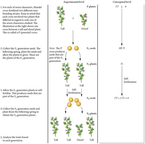 How long did it take Mendel to complete the experiment in Figure 2.5 FIGURE 2.5 Mendel's analysis of single-factor crosses. Starting material: Mendel began his experiments with true-breeding strains of pea plants that varied in only one of seven different characters (see Figure 2.4). FIGURE 2.4 An illustration of the seven characters that Mendel studied. Each character was found as two variants that were decisively different from each other.