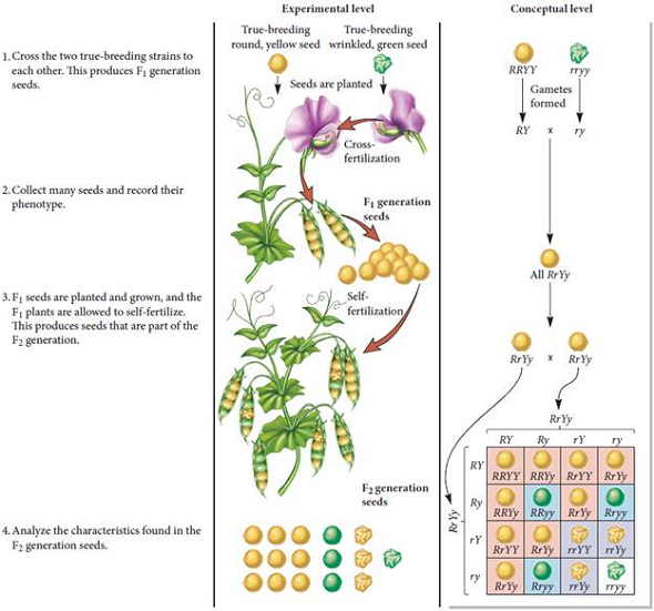 For Mendel's data shown in Figure 2.8, conduct a chi square analysis to determine if the data agree with Mendel's law of independent assortment. FIGURE 2.8 Mendel's analysis of two-factor crosses. Starting material: In this experiment, Mendel began with two types of true-breeding strains of pea plants that were different with regard to two characters. One strain produced round, yellow seeds ( RRYY ); the other strain produced wrinkled, green seeds ( rryy ).