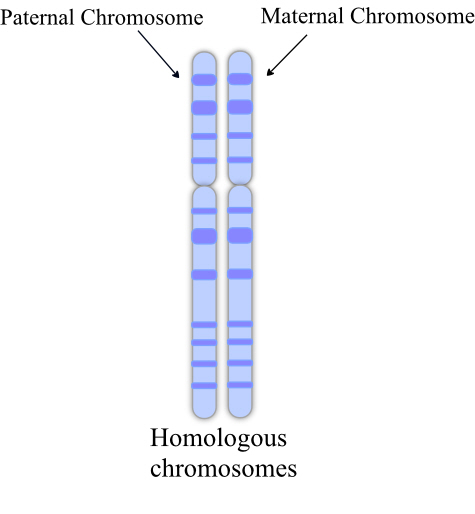 Homolog: The word homolog perfectly refers to the members of a chromosome pair, as the two chromosomes of a pair will be homologous to each other in all aspects. They carry same kind of genes in the same order. Both the chromosomes of a pair usually are of same size because of the same genes and same order they have. If at any point the homologs differ, it will be only in the alleles the genes carry within them.