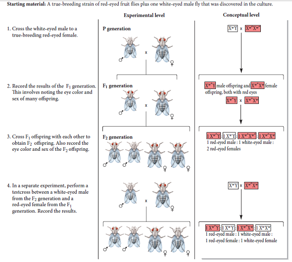 White-eyed flies have a lower survival rate than red-eyed flies. Based on the data in Figure 3.18, what percentage of white-eyed flies survived compared with red-eyed flies, assuming 100% survival of red-eyed flies FIGURE 3.18 Inheritance pattern of an X-linked trait in fruit flies.