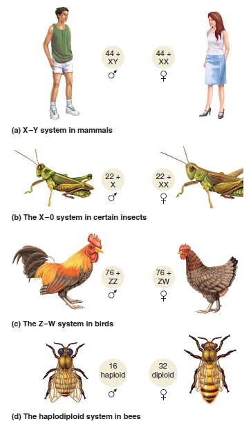 Let's suppose that a gene affecting pigmentation is found on the X chromosome (in mammals or insects) or the Z chromosome (in birds) but not on the Y or W chromosome. It is found on an autosome in bees. This gene exists in two alleles; D (dark), is dominant to d (light). What would be the phenotypic results of crosses between a true-breeding dark female and true-breeding light male, and the reciprocal crosses involving a true-breeding light female and true-breeding dark male, in the following species Refer back to Figure 3.17 for the mechanism of sex determination in these species. A. Birds B. Drosophila C. Bees D. Humans FIGURE 3.17 Different mechanisms of sex determination in animals. See text for a description.