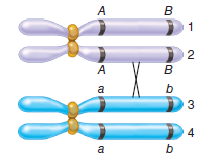 A crossover has occurred in the bivalent shown here. If a second crossover occurs in the same region between these two genes, which two chromatids would be involved to produce the following outcomes A. 100% recombinants B. 0% recombinants C. 50% recombinants