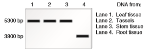 Restriction enzymes, described in Chapter 20, are enzymes that recognize a particular DNA sequence and cleave the DNA (along the DNA backbone) at that site. The restriction enzyme known as Not I recognizes the sequence 5 -GCGGCCGC-3 3 -CGCCGGCG-5 However, if the cytosines in this sequence have been methylated, Not I will not cleave the DNA at this site. For this reason, Not I is commonly used to investigate the methylation state of CpG islands. A researcher has studied a gene, which we will call gene T , that is found in corn. This gene encodes a transporter involved in the uptake of phosphate from the soil. A CpG island is located near the core promoter of gene T. The CpG island has a single Notl site. The arrangement of gene T is shown here. A Sal I restriction site is located upstream from the CpG island, and an Eco RI restriction site is located near the end of the coding sequence for gene T. The distance between the Sal I and Not I sites is 1500 bp, and the distance between the Not I and Eco RI sites is 3800 bp. No other sites for Sal I, Not I, or EcoRI are found in this region. Here is the question. Let's suppose a researcher has isolated DNA samples from four different tissues in a corn plant. These include the leaf, the tassel, a section of stem, and a section of root. The DNA was then digested with all three restriction enzymes, separated by gel electrophoresis, and then probed with a DNA fragment complementary to the gene T coding sequence. The results are shown here. In which type of tissue is the CpG island methylated Does this make sense based on the function of the protein encoded by gene T