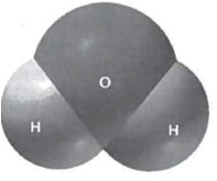 INTERPRETING GRAPHICS: The illustration below is a space-filling model of water. Use the model to answer the following question. The water molecule above has partial positive charges on the hydrogen atoms and a partial negative charge on the oxygen atom. What can you conclude from this information and the diagram of the water molecule? A) Water is an ion. B) Water is a polar molecule. C) Water needs a proton and two electrons to be stable. D) Oxygen atoms and hydrogen atoms have opposite charges.