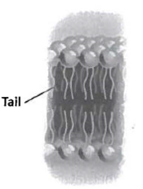 INTERPRETING GRAPHICS: The figure below illustrates the basic structure of a cell membrane. Use the figure to answer the questions that follow. Which of the following molecules make up the basic structure of a cell membrane? A) waxes B) steroids C) fatty acids D) phospholipids