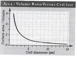 INTERPRETING GRAPHICS: The graph below shows the relationship between cell size and surface area-to-volume ratio. Use the graph below to answer the questions that follow. What is the maximum diameter that this cell could attain before the surface area-to-volume ratio would fall below 1? A) 2 ?m B) 5 ?m C) 10 ?m D) 15 ?m