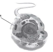 INTERPRETING GRAPHICS: The figure below shows a diagram of a cell. Use the figure to answer the question that follows. What is the function of the structure labeled 1? A) to make ATP B) to make proteins C) to make carbohydrates D) to move proteins through the cell