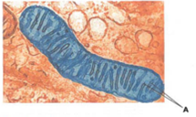 Interpreting Graphics Answer the following questions based on the figure below. A. Identify the structures labeled A in the micrograph. b. Explain the significance of the shape of these structures.