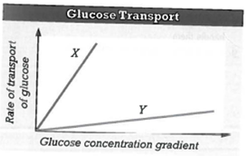 INTERPRETING GRAPIHCS: The graph below shows the rate of glucose transport across a cell membrane versus the concentration gradient. Use the graph that follows to answer the question. Which line represents the diffusion of glucose through the lipid bilayer? A) line X B) line Y C) both lines X and Y D) neither line X nor Y