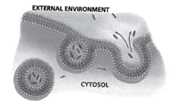 INTERPRETING GRAPIHCS: The diagram below shows one form of cellular transport. Use the diagram to answer the question that follows. What form of cellular transport is being illustrated in the above diagram? A) osmosis B) exocytosis C) facilitated diffusion D) a cell membrane pump
