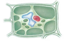 Interpreting Graphics The drawing below shows a plant cell after the solute concentration of its environment has been changed. How would you describe the new external environment?
